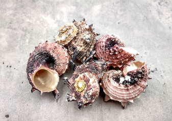 Dolphin Seashells - Delphinula - (5 shells approx. 1-2 inches). Multiple brown, white, and black dusted shells with little spikes. Copyright 2024 SeaShellSupply.com.