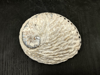 Midas South African Abalone Shell - Haliotis Midae - (1 shell, 6-6.5 inches). Tan brown colored shell with a bumpy outside but a smoother caramel inside. Copyright 2025 SeaShellSupply.com.