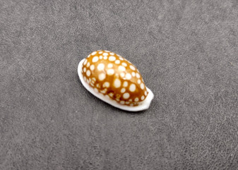 Large Sieve Cowrie - Cypraea Cribraria - (1 shell, 1-1.25 inches). Tan or caramel shell with white edges and white dots. Copyright 2024 SeaShellSupply.com.
