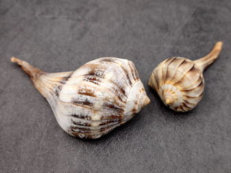 Small Lightning Whelk - Busycon Contrarium - (2 Shells approx. 2-3 inches). Two brown pleated shells with long ends and a tight spiral on the top. Copyright 2025 SeaShellSupply.com.