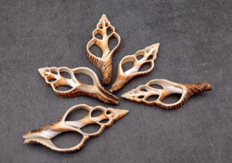 Center Cut Fox Shells (5 shells approx. 2+ inches)  Copyright 2025 SeaShellSupply.com.