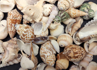 Indian Ocean Mix - (Approx. 1 Kilogram/2.2 lbs., 160-180 shells, 1-3 inches). Different sized spiral shells in a pile ranging multiple colors. Copyright 2025 SeaShellSupply.com.