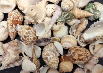 Indian Ocean Mix - (Approx. 1 Kilogram/2.2 lbs., 160-180 shells, 1-3 inches). Different sized spiral shells in a pile ranging multiple colors. Copyright 2025 SeaShellSupply.com.