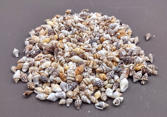 Dove Seashells Bulk Assortment (approx. half cup +/-350 shells 0.25+ inches) Euplica Festiva Dove Shell mix for crafting art & jewelry!