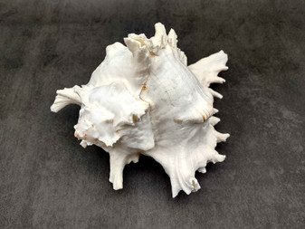 Ramose Murex Seashell - Chicoreus Ramosa - (1 shell approx. 6.5-7.5 inches) - B Grade. White ribbed textured spiral shell with some spikes. Copyright 2024 SeaShellSupply.com.