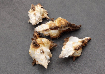 Murex Indivia - (4 shells, Approx. 2-3 inches). Brown spiral shells with some white spots and some darker brown spots. Copyright 2025 SeaShellSupply.com.