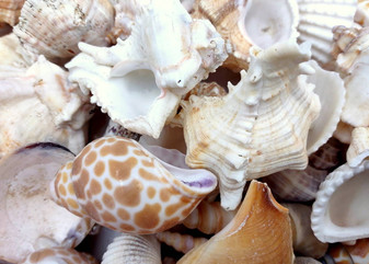Medium Seashell Assorted Ocean Mix - (Approx 2.2 pounds, Approx. 1 - 2.25 inches). A bunch of tan little shells with wide open backs. Copyright 2025 SeaShellSupply.com.