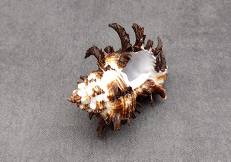 Endive Murex Seashell - Murex Endivia - (1 shell approx. 3-4 inches). One spiked spiral shell with small opening and black edges. Copyright 2022 SeaShellSupply.com.