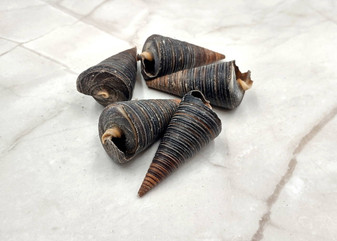 Telescope Snail Shell - Telescopium telescopium - (5 shells approx. 2 inches). Brown and tan spiral shells. Copyright 2025 SeaShellSupply.com.