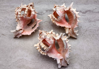 Multi Cut Pink Murex - Murex Erythrostomus - (3 Shells approx. 2.5-3 inches). Three white spiked shells with a lighter pink inside and wide spiral. Copyright 2022 SeaShellSupply.com.
