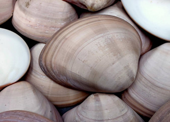 Mocha Clams - Megapitaria Squalida - (3 Shells approx. 3-4 inches). A shell with a wide open back but a striated line ombre brown design, looks pretty smooth. Copyright 2022 SeaShellSupply.com.