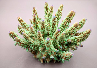 Green FAUX Finger Staghorn Coral - Acropora Humilis - (1 FAUX Coral approx. 6x5x5 inches). Green dotted branched coral with a strong round base.Copyright 2024 SeaShellSupply.com.