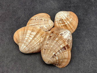 Reddish Venus Clam Seashell Halves Callista Erycina (5 halves approx. 2+ inches) Venus halves great for coastal display & collections! Striped clam shell halves with an orange and white color scheme. Copyright 2024 SeaShellSupply.com