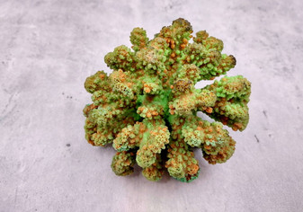 Green FAUX Cluster Coral - Pocillopora Elegans - 1 faux coral approx. 5Wx3Dx4T on light background Copyright 2024 SeaShellSupply.com.