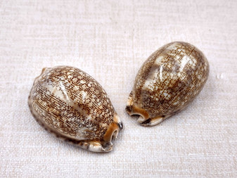 Large Arabic Cowrie Seashells Cypraea Arabica (2 shells approx. 2+ inches) Beautiful shells for any coastal crafting or décor! Brown and white spotted wrapped shells. Copyright 2024 SeaShellSupply.com