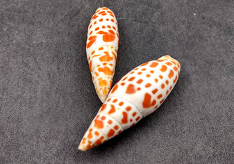 Episcopal Miter Shells - Mitra Mitra - (2 shells approx. 2-3 inches). Multiple white shells with orange dots forming little lines, all in a pile. Copyright 2024 SeaShellSupply.com.