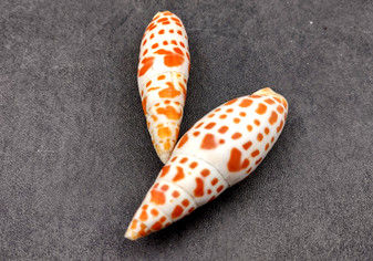 Episcopal Miter Shells - Mitra Mitra - (2 shells approx. 2-3 inches). Multiple white shells with orange dots forming little lines, all in a pile. Copyright 2024 SeaShellSupply.com.