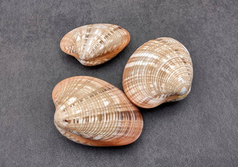 Reddish Venus Clam Seashell Pairs Callista Erycina (3 pairs approx. 2+ inches) Venus pairs great for coastal display & collections! Tan and white striped textured shells, medium. Copyright 2025 SeaShellSupply.com