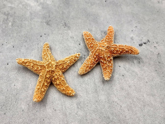Golden Brown Sugar Starfish Piaster Ochraceus (2 starfish approx. 2+ inches) Yellow Tan Sugar Starfish for coastal crafting art & decor! Copyright 2025 SeaShellSupply.com.