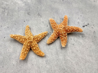 Golden Brown Sugar Starfish Piaster Ochraceus (2 starfish approx. 2+ inches) Yellow Tan Sugar Starfish for coastal crafting art & decor! Copyright 2025 SeaShellSupply.com.
