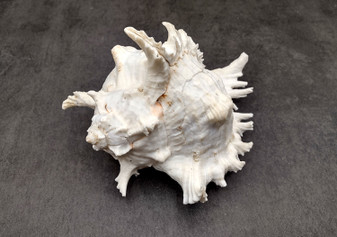 Ramose Murex Seashell Chicoreus Ramosus (1 shell approx. 7+ inches) Perfect shells for coastal crafting décor & collections! White spiral spiked shell. Copy right 2025 SeaShellSupply.com
