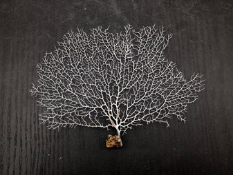 White Sea Fan Coral Gorgonia Ventalina (1 fan approx. 5-6+ inches) Adorable sea fan for any coastal projects or as a collection addition! Pale wide branching coral fan. Copy right 2024 SeaShellSupply.com