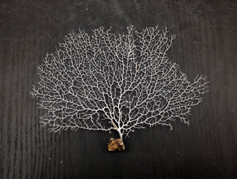 White Sea Fan Coral Gorgonia Ventalina (1 fan approx. 6-7+ inches) Adorable sea fan for any coastal projects or as a collection addition!