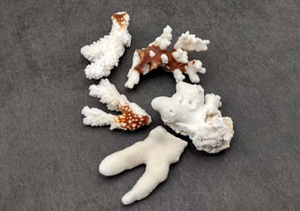 Medium Coral Pieces (5 coral pieces approx. 3+ inches) Coral pieces to add to any coastal display or collection! Multiple different brown and white Coral pieces. Copy right 2025 SeaShellSupply.com