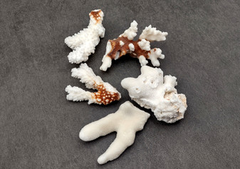 Medium Coral Pieces (5 coral pieces approx. 3+ inches) Coral pieces to add to any coastal display or collection! Multiple different brown and white Coral pieces. Copy right 2025 SeaShellSupply.com