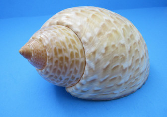 Pacific Partridge Tun Seashell Tonna Perdix (1 shell approx. 4.25+ inches) Perfect shells for coastal crafting décor & collections! White spiral shell with brown spots. Copyright 2024 SeaShellMart.com