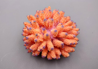 Orange FAUX Finger Coral Acropora Nasuta (1 FAKE Coral approx. 4Wx3Tx4D inches) Perfect coral for any coastal display! Orange round spike coral with a purple tip. Copyright 2024 SeaShellSupply.com.