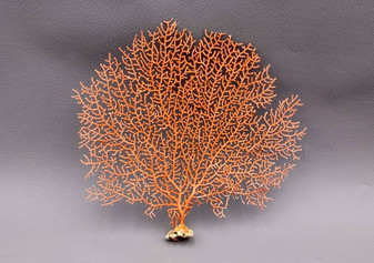 Red-Orange Sea Fan - Echinogorgia SP - (1 fan approx. 5-7 inches) on dark background. Copyright 2022 SeaShellSupply.com.\n\n