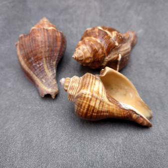 Vole Conch Tan Brown Seashells (3 shells approx. 2.5+ inches) Colorful Pugilina Cochlidium Shells for hermit crabs arts crafts and display!