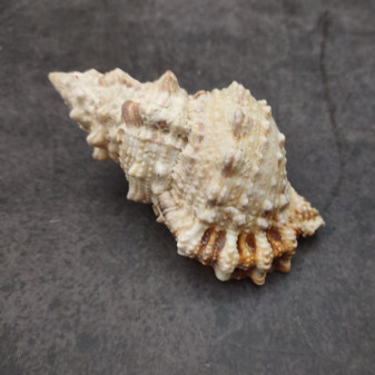Frog Seashell Brown Tan Orange (1 shell approx. 3+ inches) Bursa Rubeta Large Brown Frog Shells for coastal themed display arts & crafts!