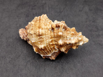 Frog Seashells Bursa Bubo (1 shell approx. 3.5+ inches) Perfect shells for any coastal themed arts and crafts! Brown striped spiral spiked shell. Copyright 2024 SeaShellSupply.com