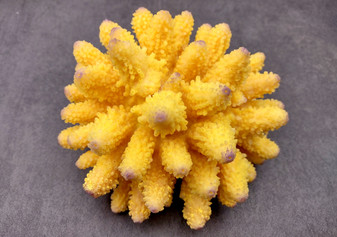 Yellow FAUX Finger Coral - Acropora Humilis - (1 FAUX Coral approx. 5.5Wx3.5Tx5D inches) on grey background. Copyright 2024 SeaShellSupply.com.