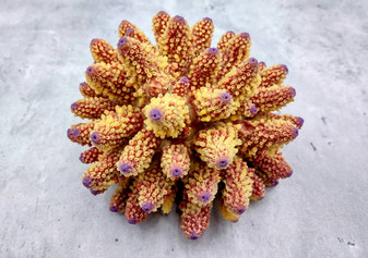 Rose and Yellow FAUX Finger Staghorn Coral - Acropora Humilis - (1 FAUX Coral approx. 5.5Wx3.5Tx5D inches) on light grey background. Copyright 2024 Seashellsupply.com
