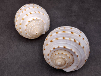 Spotted Tonna Seashells Tonna Tessalata (2 shells approx. 3+ inches) Perfect shells for coastal crafting décor & collections! Spotted white shells with tan dots and a spiral pattern. Copyright 2024 SeaShellSupply.com