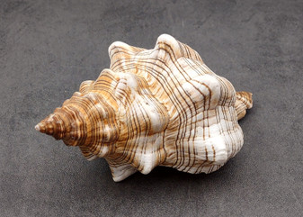 Striped Fox Shell - Fasciolaria Trapezium - (1 shell, approx. 6-7 inches). Brown and white ribbed spiral shell. Copyright 2024 SeaShellSupply.com.