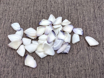 Blue White Coquina Shells Donax Variabilis (approx. 40+ shells 1+ inches) Great group of shells for coastal crafting and décor! Multi-sized pastel shell pieces. Copyright 2024 SeaShellSupply.com