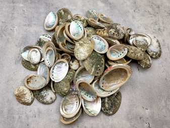 Mini Baby Abalone Green and Silver Seashells (Approx. half pound 85+ shells 1+ inch) Small shells ideal for jewelry art crafts & collecting! Grouping of brown and grey ocean-kissed abalone shells. Copy right 2024 SeaShellSupply.com