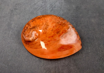 Polished Coral Midas Abalone Seashell - Haliotis Midae - (1 shell approx. 5-6 inches). One coral tinted abalone shell with an iridescent inside and small spiral. Copyright 2025 SeaShellSupply.com.