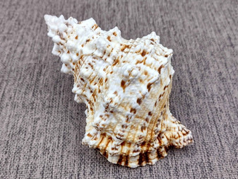 Giant Frog Seashell Bursa Bubo (1 shell approx. 5+ inches) Perfect shells for any coastal-themed arts and crafts! White spiral spiked shell. Copy right 2025 SeaShellSupply.com