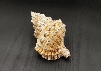 Giant Frog Seashell - Bursa Bubo - (1 shell 4-5 inches). One ribbed orange tinted and white spiral shell with the opening up. Copyright 2024 SeaShellSupply.com.