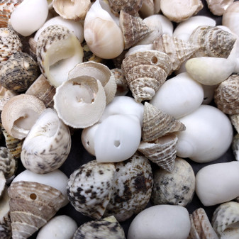 Small Assorted Drilled Seashells (approx. 1 cup 85+ shells 0.5+ inch) Variety of seashells for jewelry crafting décor & display!
