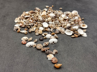 Extra Small Drilled Seashells (approx. 1 cup 180+ shells 0.5+ inch) Perfect shells for coastal crafting and collections! Mixed pastel spiral and wide shells of tan and brown colors with a sprinkle of purple. Copy right 2025 SeaShellSupply.com