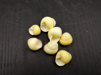 Yellow Banded Snail (7 shells approx. 0.75+ inches) Most adorable snail shell for any coastal collection or display! Pastel yellow and brown spiral stripped shell. Copyright 2025 SeaShellSupply.com.