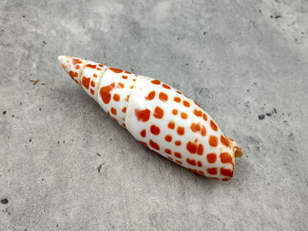 Polished Episcopal Miter Seashell Mitra Mitra (1 shell approx. 3.25+ inches) Perfect shells for coastal crafting and collections! Spiral orange and white spotted shell. Copy right 2024 SeaShellSupply.com
