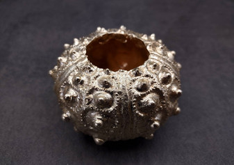 Silver-Plated Sputnik Urchin - Phyllacanthus imperialis - (1 Urchin approx. 2.5-3 inches) One silver plated urchin shell. Copyright 2024 SeaShellSupply.com