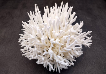 Birdsnest Coral Cluster - Seriatopora Hystrix - (1 coral cluster approx. 5-7 inches). One white branched textured coral set. Copyright 2024 SeaShellSupply.com.